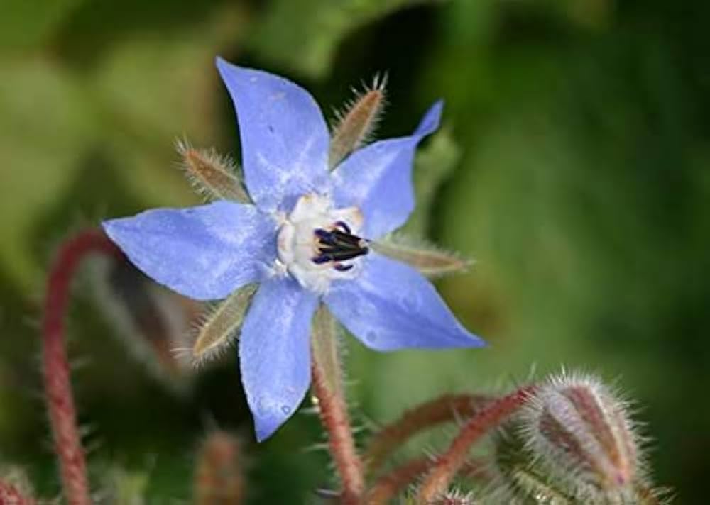 Borage Borago Officinalis Mixed Colors Flower - for planting in home garden